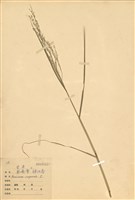 藏品(鋪地黍)的圖片